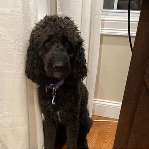 Meet your Posher, Michel